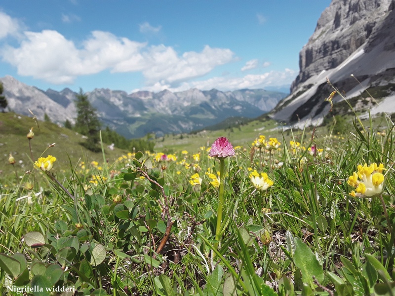 La Nigritella widderi nelle Dolomiti di Brenta.